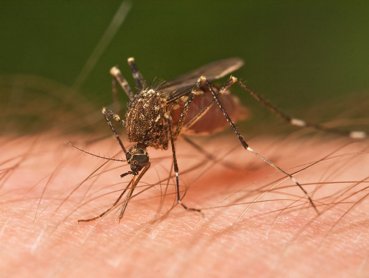 LinnyLinja's tweet image. Doeme! RT @Know: Mosquitoes prefer blood type "O" to any other.