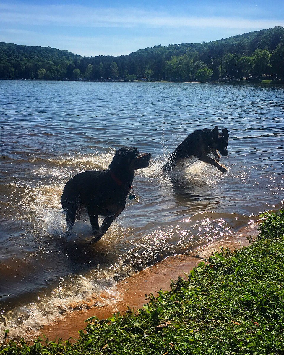 Canicross_US's tweet image. A lake day is always a great day!
#lakelife #dogsoftwitter 
CanicrossUS.com