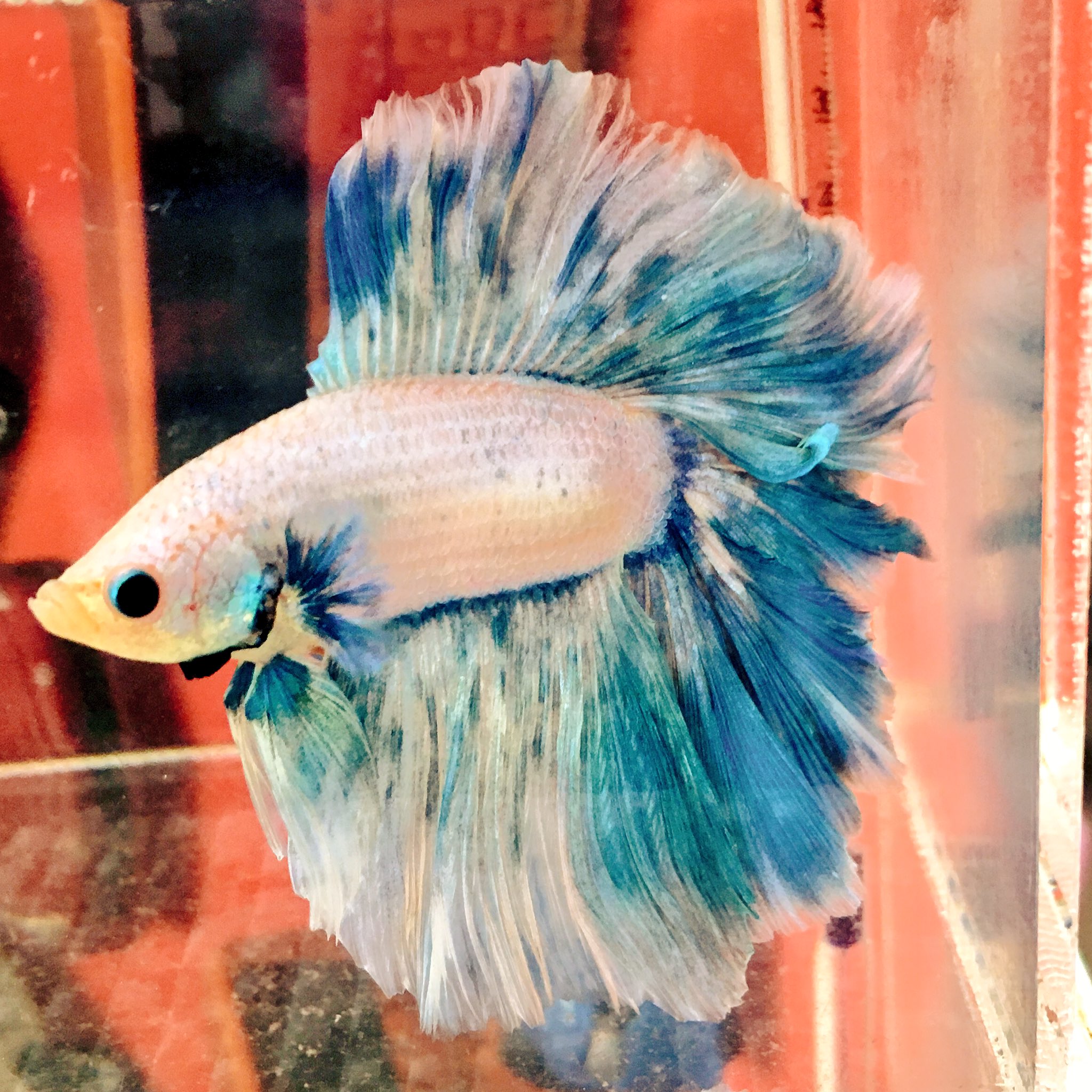 ミルエル 水面スレスレ中 美しい 熱帯魚 ベタ フルムーン T Co Qutuwlg6ky Twitter