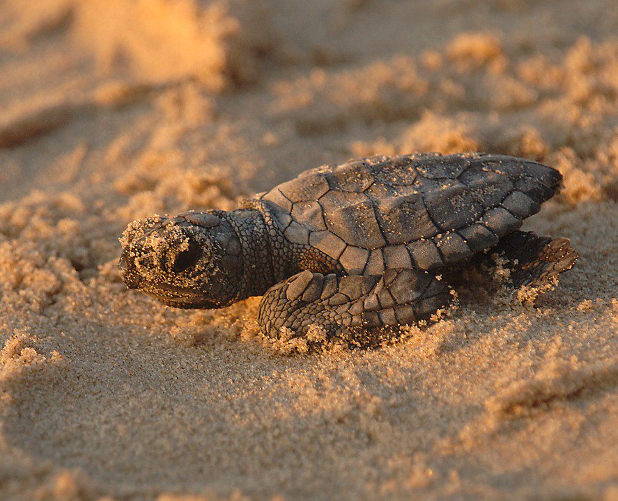 qatarliving's tweet photo. Growing human presence poses threat to turtle hatching sites in Qatar... https://t.co/JYi0IALblB #QLNature #Qatar https://t.co/GNcXSabHU4