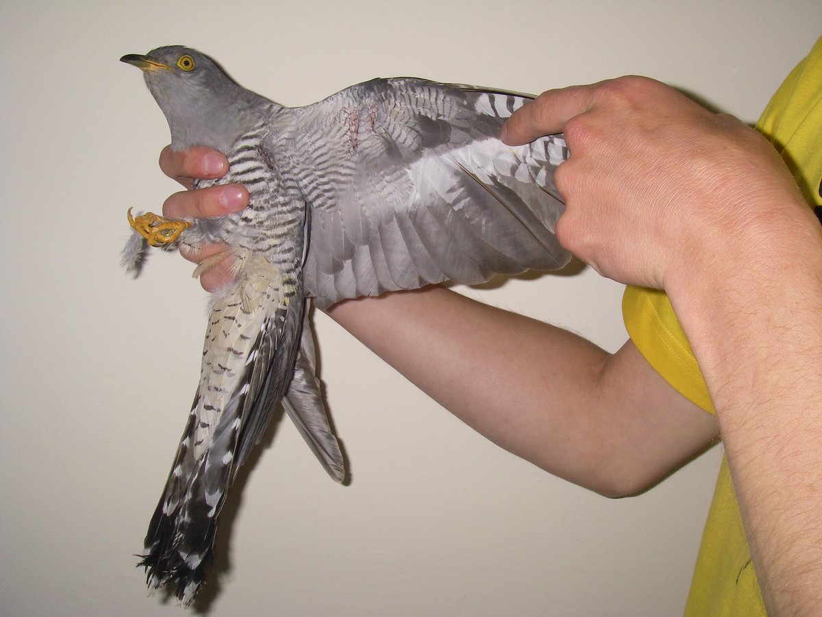 ChrisGPackham tweet picture