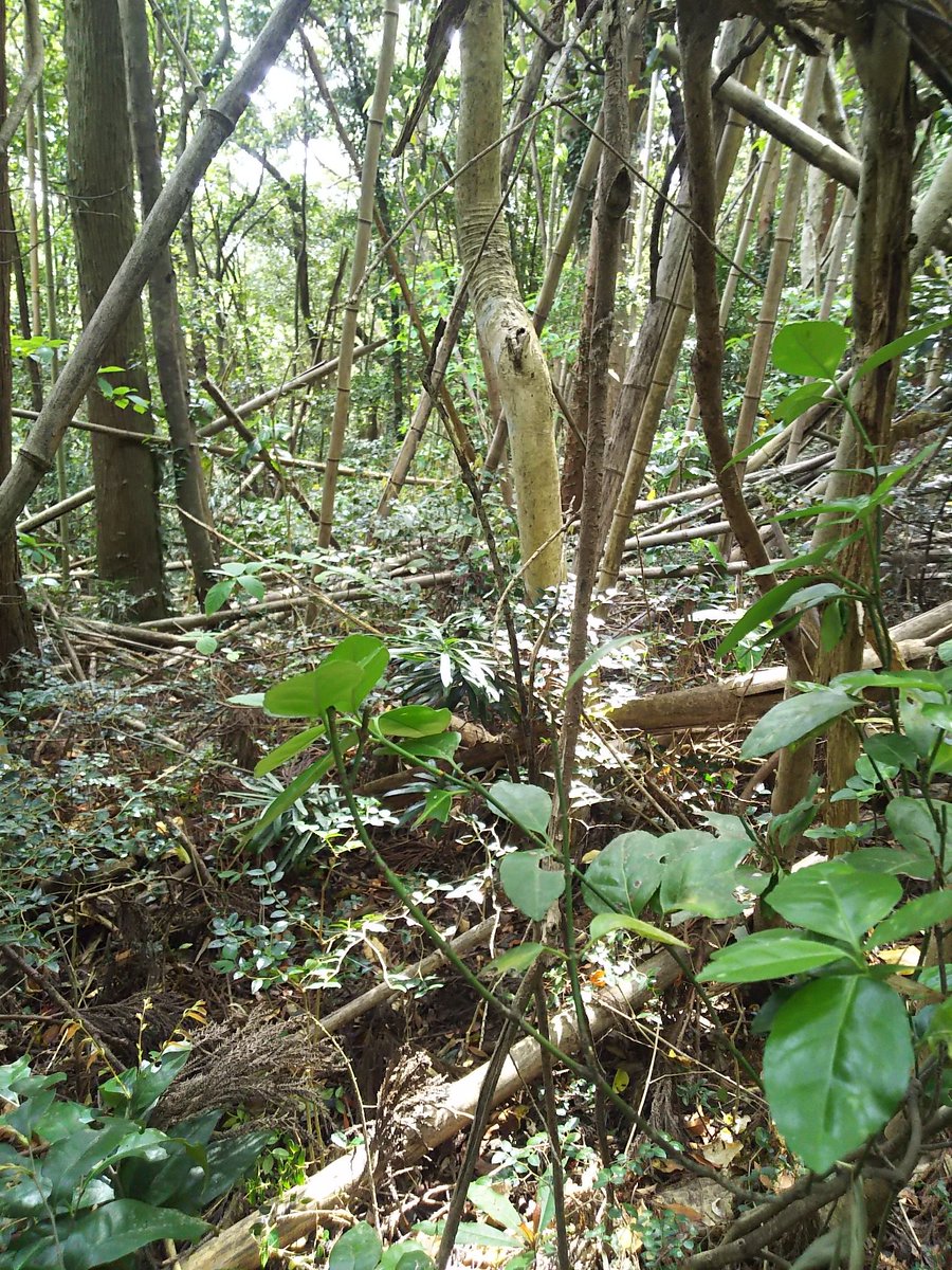 ミスト 裏山にある我が家の山林を探検 昔 隣村へ続く道と教わった道は枯れた竹で塞がれている 山林も同じようだが 竹が生えてない所には寝屋みたいな所も 別の道へと降りる獣道には新しいイノシシの足跡を発見 ふぅ 怖かった ミスト 裏山にある我が家の山林を探検 昔 隣村へ続く道と教わった道は枯れた竹で塞がれている 山林も同じようだが 竹が生えてない所には寝屋みたいな所も 別の道へと降りる獣道には新しいイノシシの足跡を発見 ふぅ 怖かった