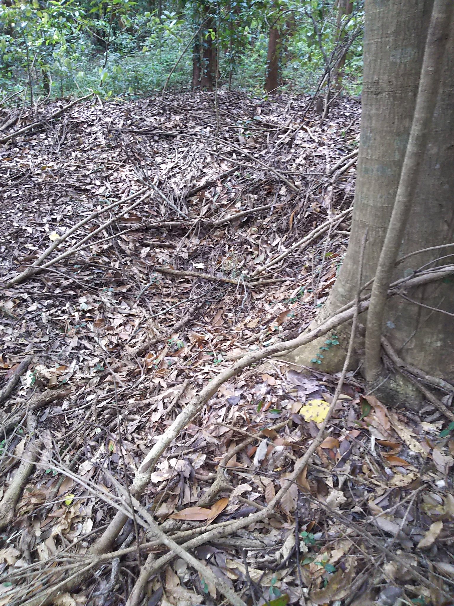 ミスト 裏山にある我が家の山林を探検 昔 隣村へ続く道と教わった道は枯れた竹で塞がれている 山林も同じようだが 竹が生えてない所には寝屋みたいな所も 別の道へと降りる獣道には新しいイノシシの足跡を発見 ふぅ 怖かった T Co
