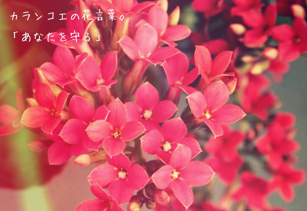 Flower Twitterren カランコエの花言葉 あなたを守る T Co Mbgmu3ai0y Flower Twitterren カランコエの花言葉 あなたを守る T Co Mbgmu3ai0y