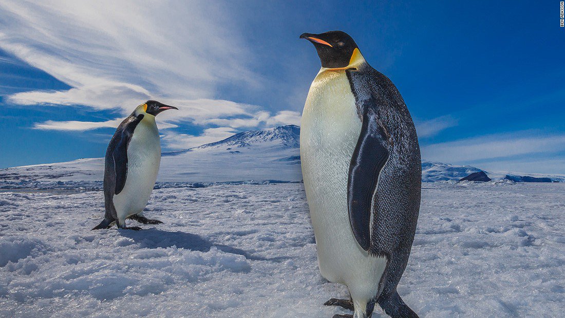 Happy World Penguin Day! Here's why you should care about these dapper flightless birds: cnn.it/23dG79o