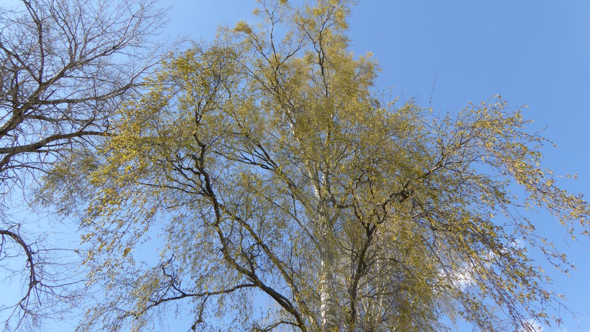 hans_t's tweet photo. Björkarna börjar nu få musöron och hängena visar sina pollensäckar. Snart hösnuvedags! #naturenskalender https://t.co/UtPBqR1CJB