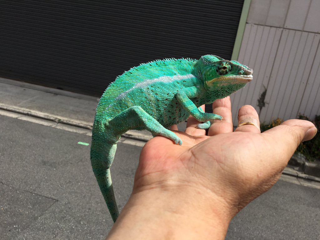 Sauria守口店 パンサーカメレオンも紫外線ライトを浴びるのと太陽光を浴びるのでは発色のレベルが違います 状態の良さに関しては一目で分かると思います カメレオン飼育に不安がある方でも この個体なら心配無く飼育して頂けます Sauria守口店 パンサーカメレオンも紫外線ライトを浴びるのと太陽光を浴びるのでは発色のレベルが違います 状態の良さに関しては一目で分かると思います カメレオン飼育に不安がある方でも この個体なら心配無く飼育して頂けます