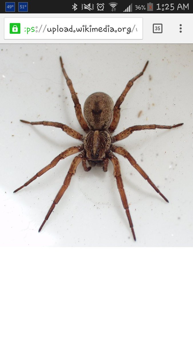chelsasourusM's tweet photo. Back to being afraid of anything that resembles the size or color of these guys #spiderseason https://t.co/3jgq5zCUrO