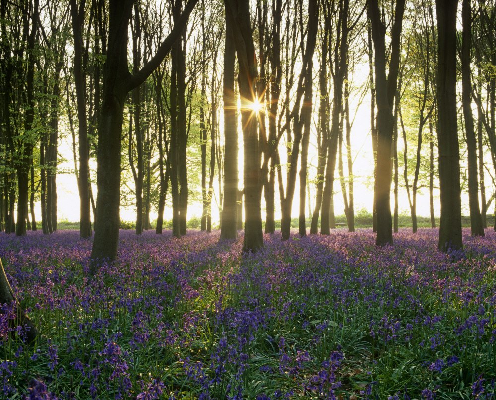 Monday morning inspiration to increase your chances of starting the week with a smile: Badbury Clump