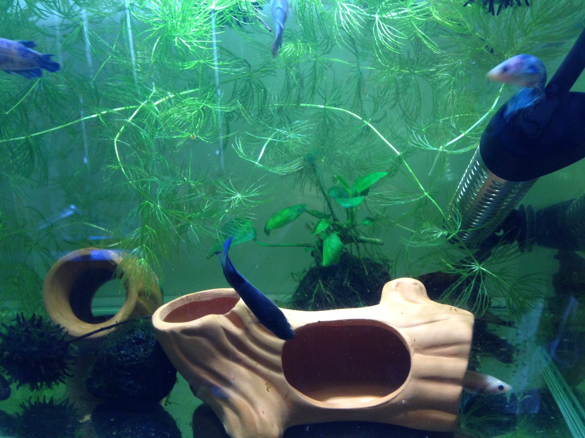 E T 趣味垢 ダイソーの土管を女子水槽に入れてみました 大きすぎと思いきや2匹入っても遊べるので早速溜まり場に