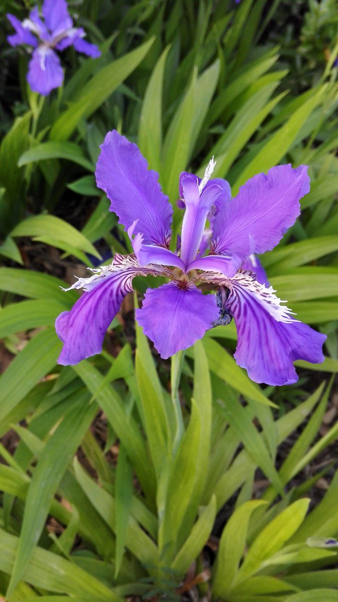 GcsSloop's tweet image. 美しいです