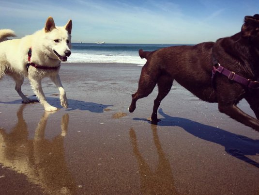 olliebearsf's tweet image. Happy Monday Puppy Pals! 😜🐾💕 #olliebeardogs ollieandbear.com