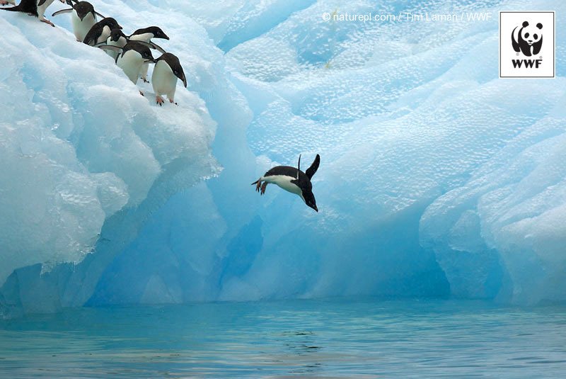 WWF's tweet image. What bird has flippers instead of wings? Penguins! RT to celebrate #WorldPenguinDay → pand.as/WWFpenguin