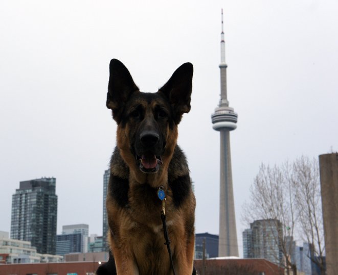 arobson13's tweet photo. @Drake is awesome!  Here's a photo of him posing with my German Shepherd Dog, Titan. #CNTower #Toronto #VIEWS https://t.co/kq4q1HPM4c