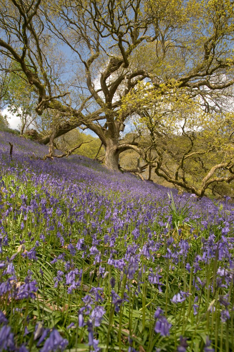 ForestryEngland's tweet photo. A woodland carpeted in bluebells is one of the most iconic sights of spring: https://t.co/iIhiw7vLZM #WakeUpToSpring https://t.co/xubFJe24NF