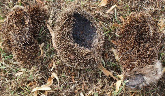 jimbarrington's tweet photo. Hedgehogs and badgers https://t.co/MpdBoUQ7cO https://t.co/M56dQBMyKG