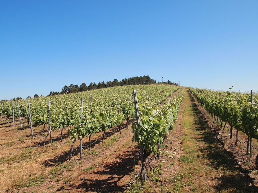 Leon_Eurobaco's tweet photo. Las #viñas son un lugar mágico de donde sale uno de los tesoros de España🍇 #vino https://t.co/PaIVj8Ejyl