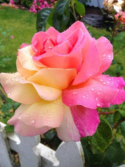 sofiquislamo's tweet photo. তুমি আমার  সুদু আমার https://t.co/ehLeZp8IJ1