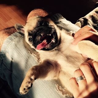 Когда мы были еще очень-оочень маленькие ☺🐶#нашчарли#babypuggies#babypug #pug findelight.net/puggie_detail.…