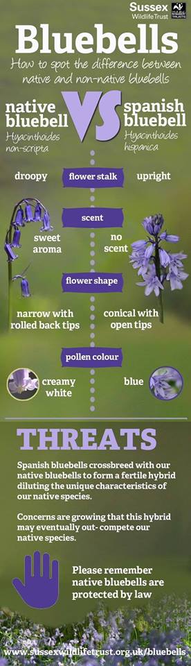 Please look after our Bluebells <a href="/LickeyHills/">Lickey Hills</a> please don't pick they don't last in a vase, enjoy them in the woods :)