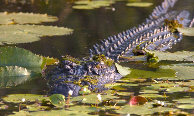 wanderlustmag's tweet photo. Discover amazing animal encounters in Australia's Northern Territory https://t.co/m7oqgPzOmO #ExplorersGuideNT https://t.co/07KWddrOKm