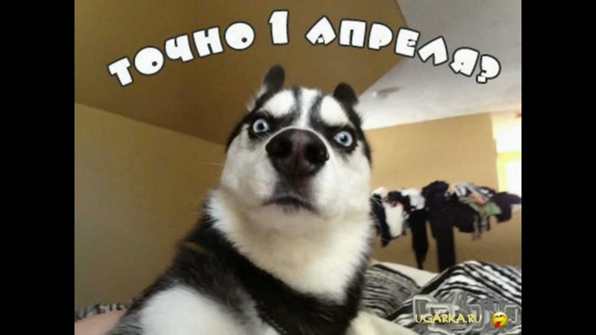 BisBooBoo's tweet image. #мвидеомулинекс #конкурсмвидео