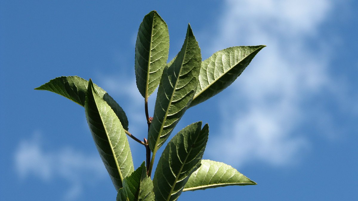 lkanyagwe's tweet image. 