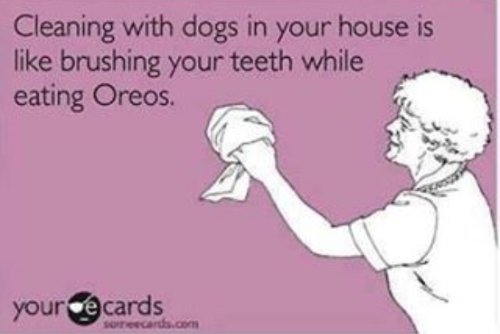 ICOD_Catalog's tweet photo. Cleaning with Dogs in Your House . . https://t.co/XwnOpMkPro