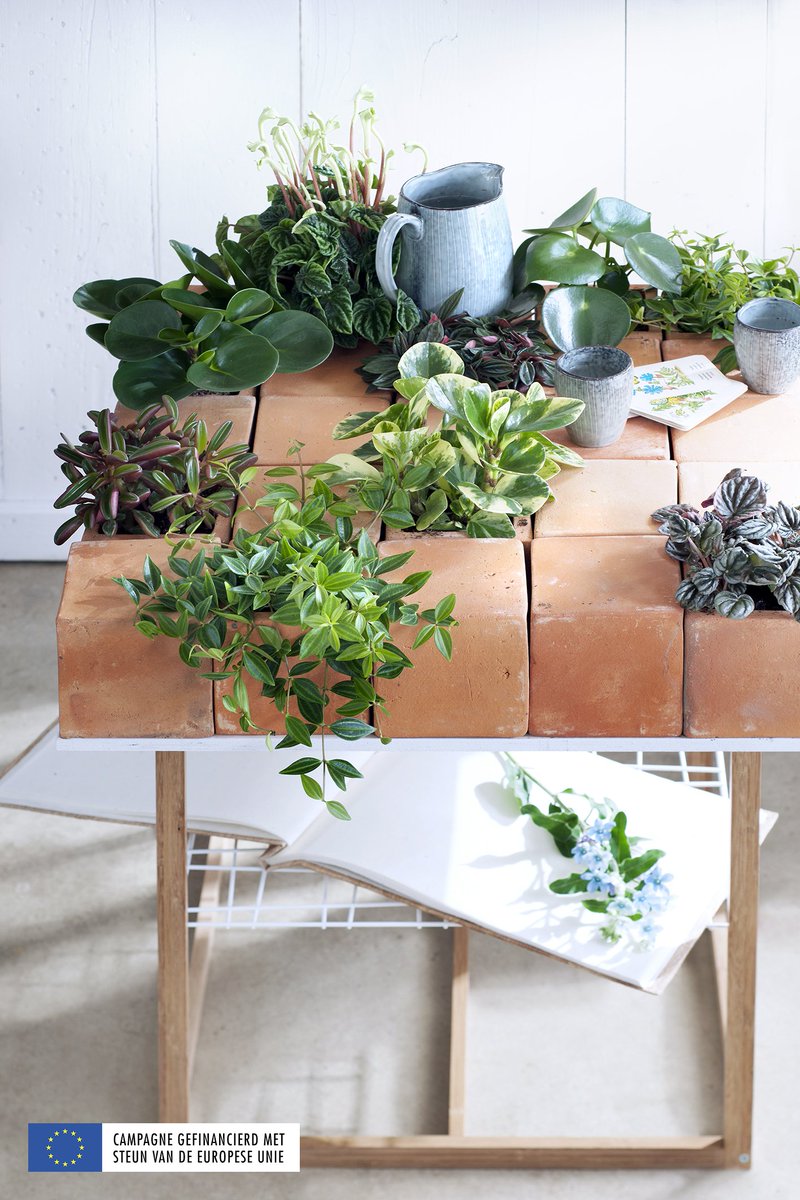 Hou je ook van DEZE stijltrend? --> ow.ly/4mWzbO Dan kun jij je helemaal uitleven met Peperomia! #mwpd