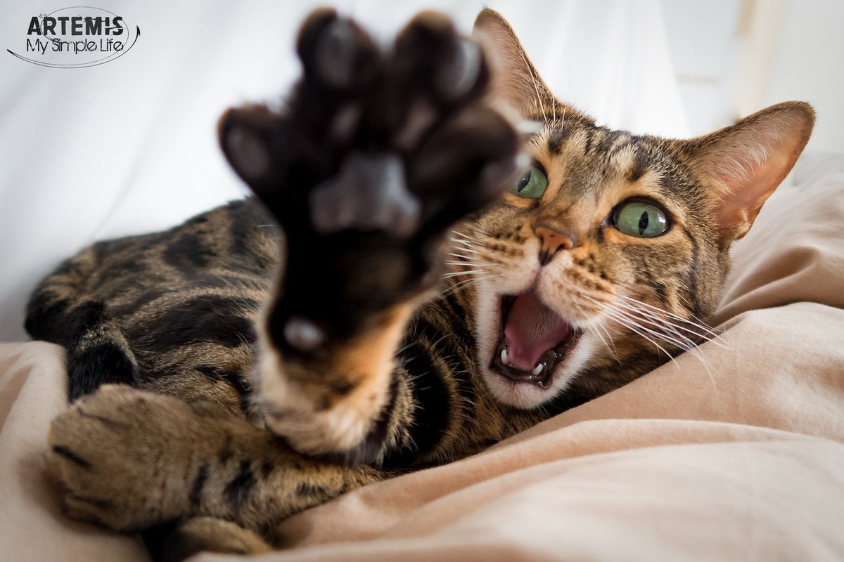 artemis_catlife's tweet photo. Nooooot Mondayyyyy... #catlife #bengalcat #cattwit https://t.co/2VEsNciEwD
