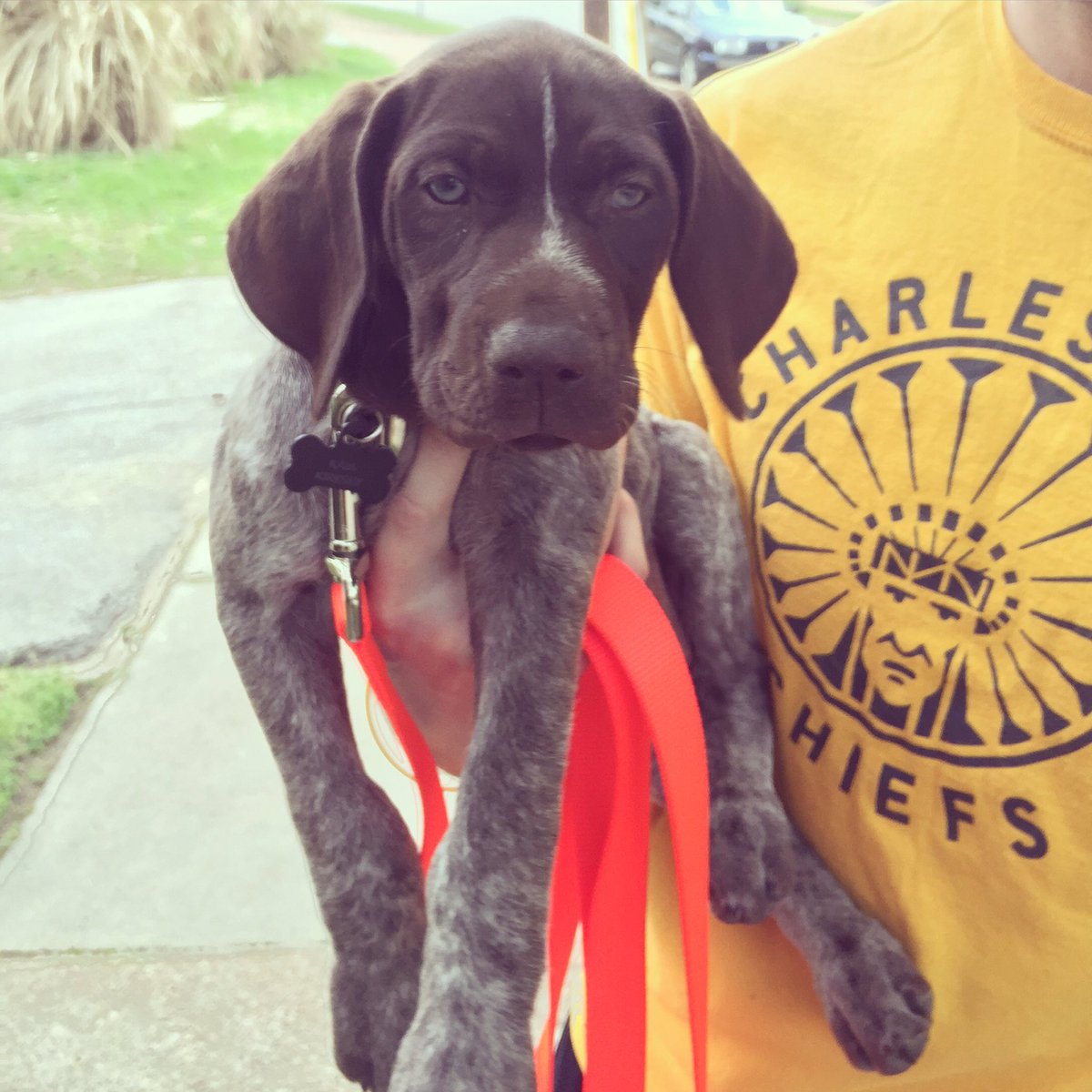 SemmelOF's tweet image. Having a hard time leaving this face today. 24 days until puppy summer begins!