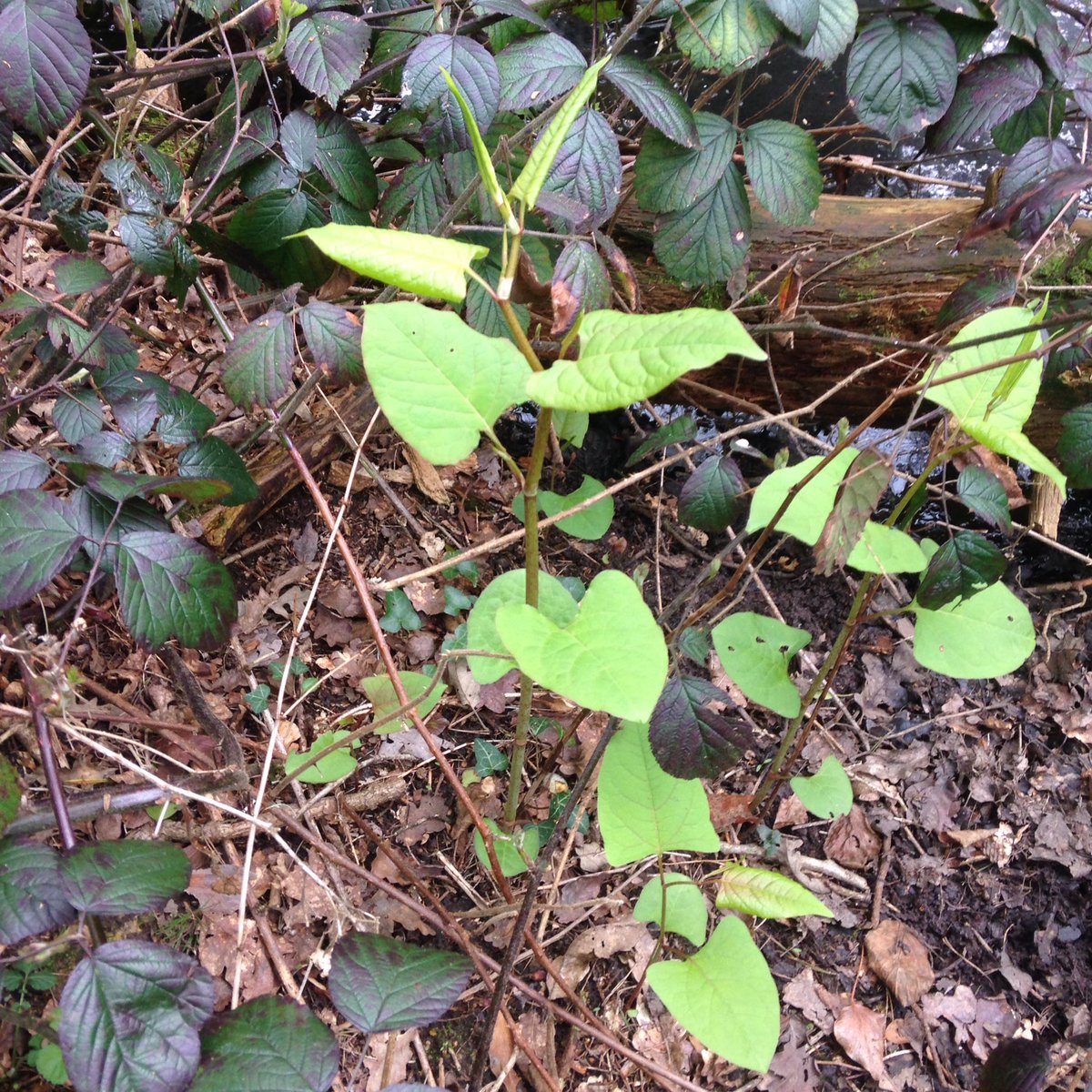 Alexpeterpowell's tweet photo. Strolling through Southampton common SSSI part 2 https://t.co/nIU1bTbIv1