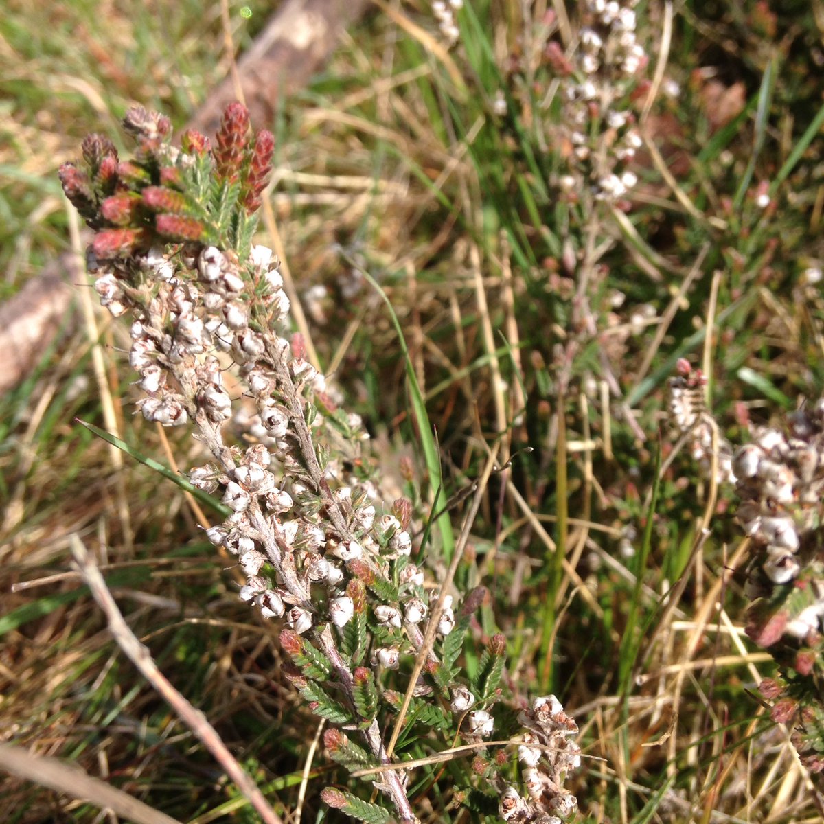 Alexpeterpowell's tweet photo. Strolling through Southampton common SSSI part 2 https://t.co/nIU1bTbIv1