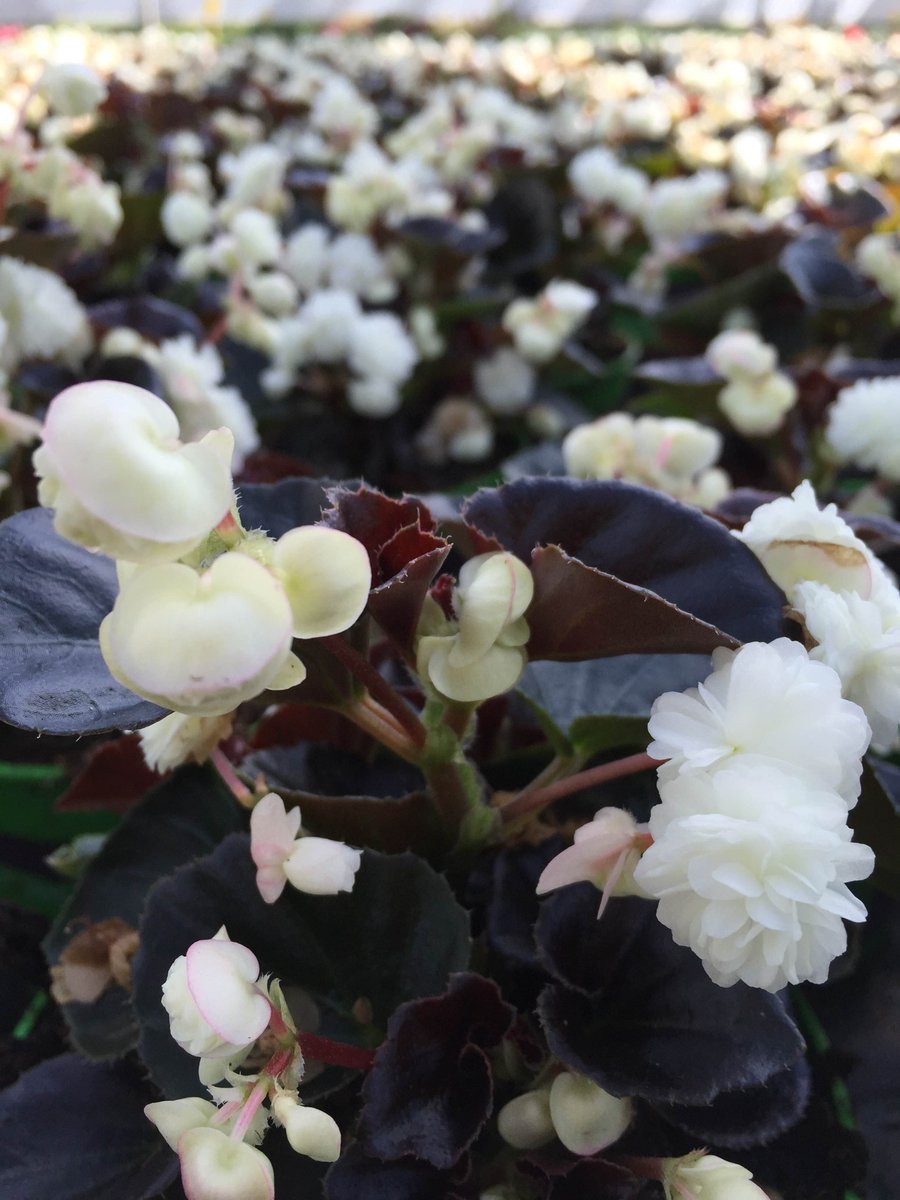 Begonia--#Happy Summer#