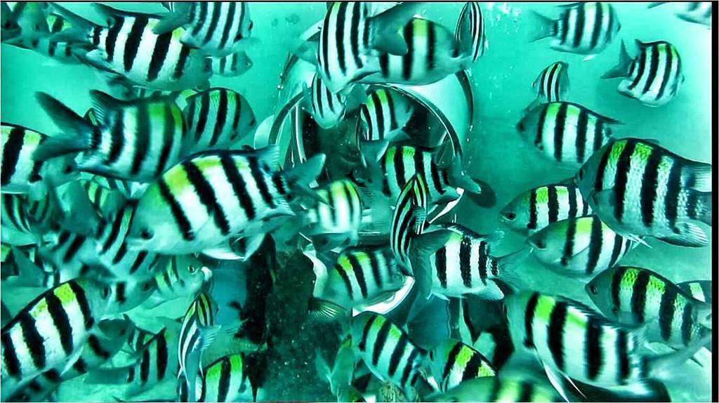 Day#1- Errr... I am so lazy.So I have been asked both by <a href="/clickshick/">Krishna</a> and  <a href="/parnashree19/">Parnashre ✈️</a> to participate in #natureph…