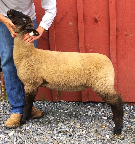 See our entry in the Virginia Showmasters sale on SSP. She's a very well-bred ewe lamb that will certainly produce.