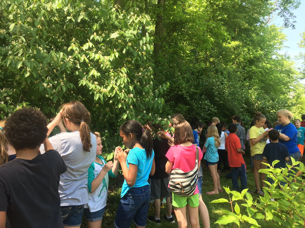 Honeysuckle tasting #adventureeducation #fittotinsley <a href="/RossRockets/">Ross Rockets</a>