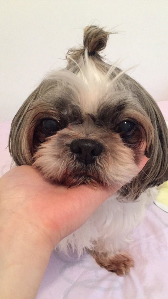 karenkao12's tweet photo. Do I look good in a man bun? #shihtzu #udontheshihtzu #dogoftheday #shihtzu #cuteshihtzu #doglover #dogwithmabun https://t.co/FhA0ptQhj1