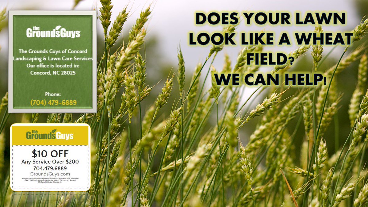 ConcordGrounds's tweet photo. Grass too tall? Give us a call! #concordgrounds #lawncare #lawnmaintenance #charlotte #huntersville #concordnc https://t.co/866Prggu3K