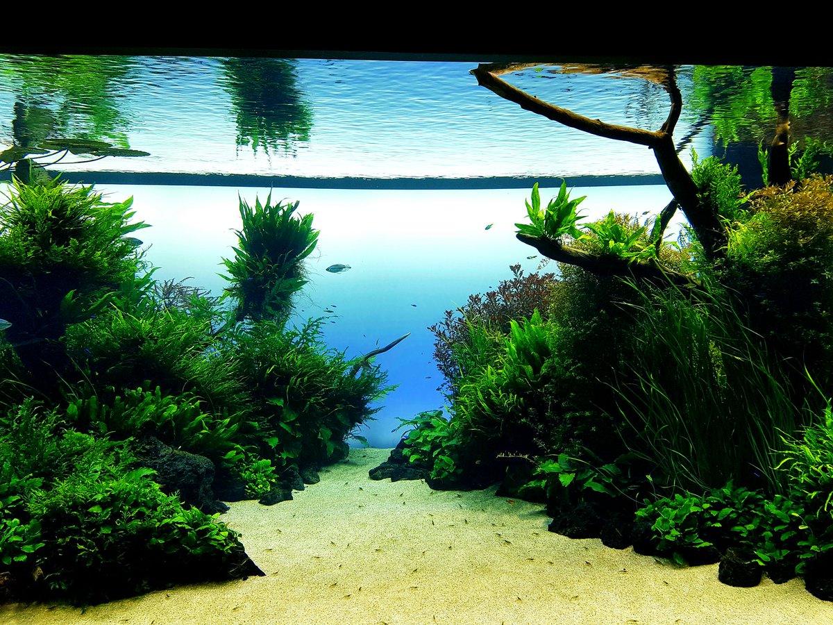 DiscoveryFish's tweet image. Acuario de Takashi Amano. Oceanario de Lisboa. #FlorestasSubmersas