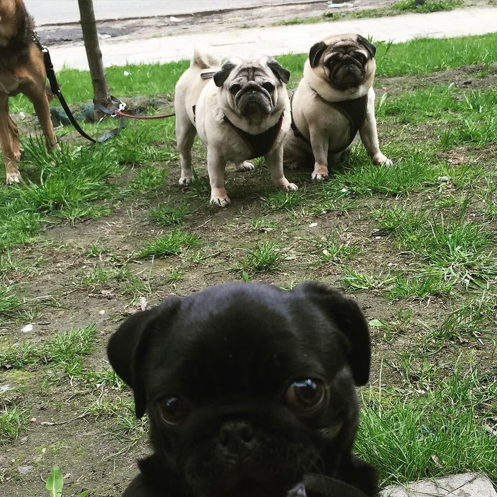 Selfie with cousins #pug #pugofinstagram #pugs #pugworld #blackpugoftheday #blackpugsofinstagram #mops #pugworld #p…