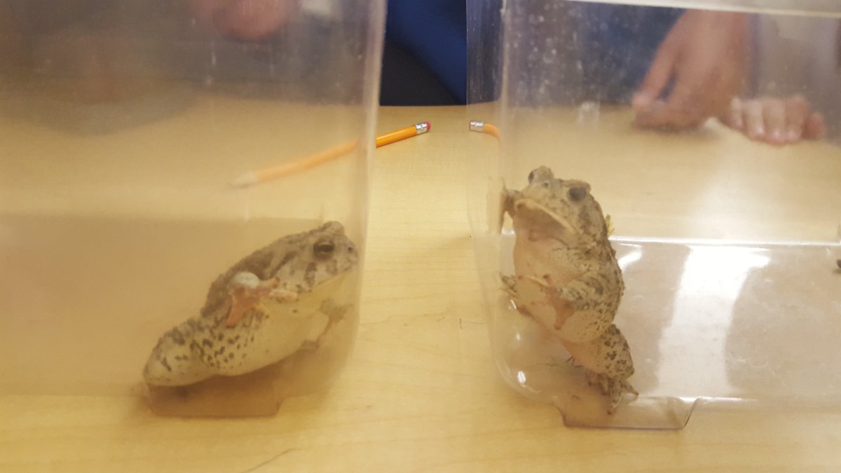 MrsJohnson3rd's tweet photo. We have two toads joining us for Learning Camp today! #Clinkscale https://t.co/MR5T7wEczX