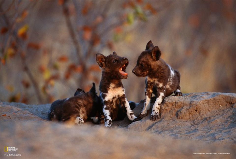 National Geographic España tweet media