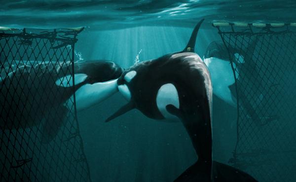 oceanCRIES's tweet photo. #Blackfish Lolita's mother Ocean Sun is STILL waiting for her to come HOME!
#Imagine #SeaPens #FreeLolita #Miami https://t.co/kyZuvjZTBd
