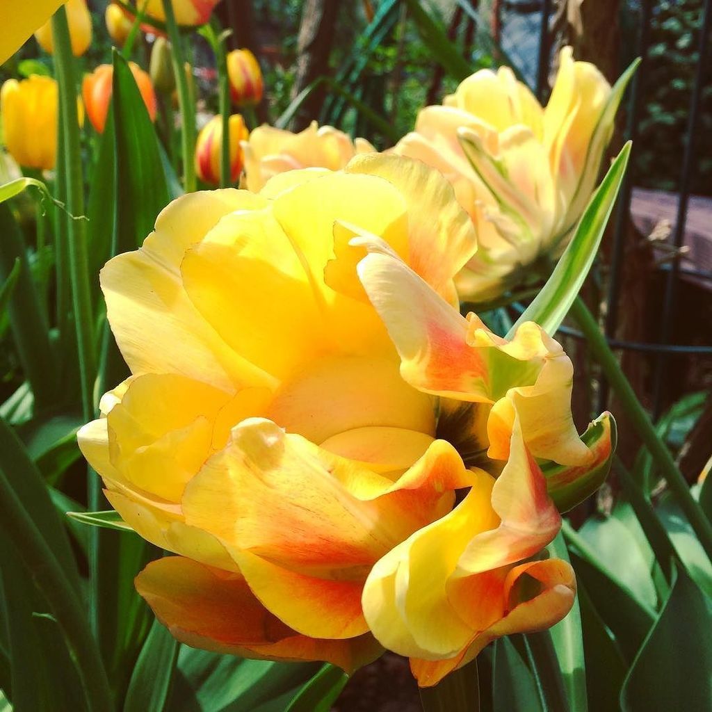 #tulipsinbloom #tulipsinthecity #westsidecommunitygarden