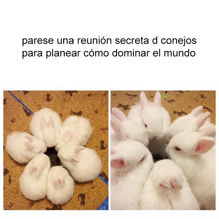 yisucrist's tweet photo. sabía k los conejos guardaban un oscuro secreto https://t.co/EoajI8i9tm