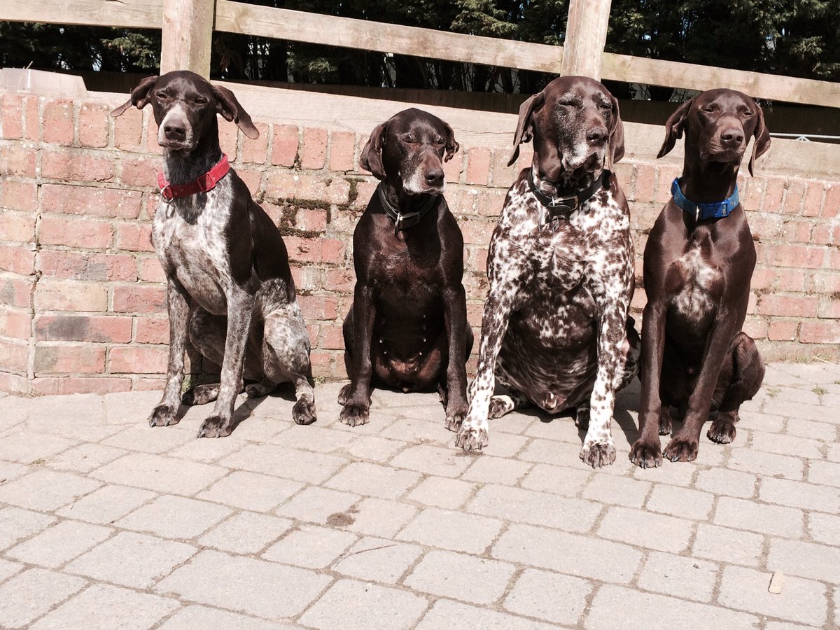 Pedallers security.. My four lovely German Pointers!