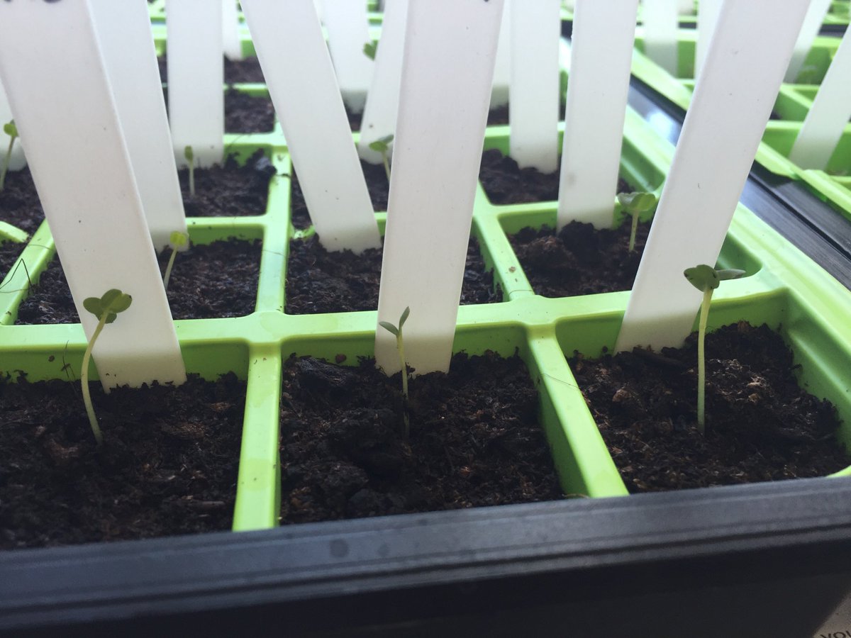 SouthWellfield's tweet photo. been selected to grow some of these seeds in conjunction with #RHSSchools and #ESA_Education.  They have germinated https://t.co/vUXxUiYmD5