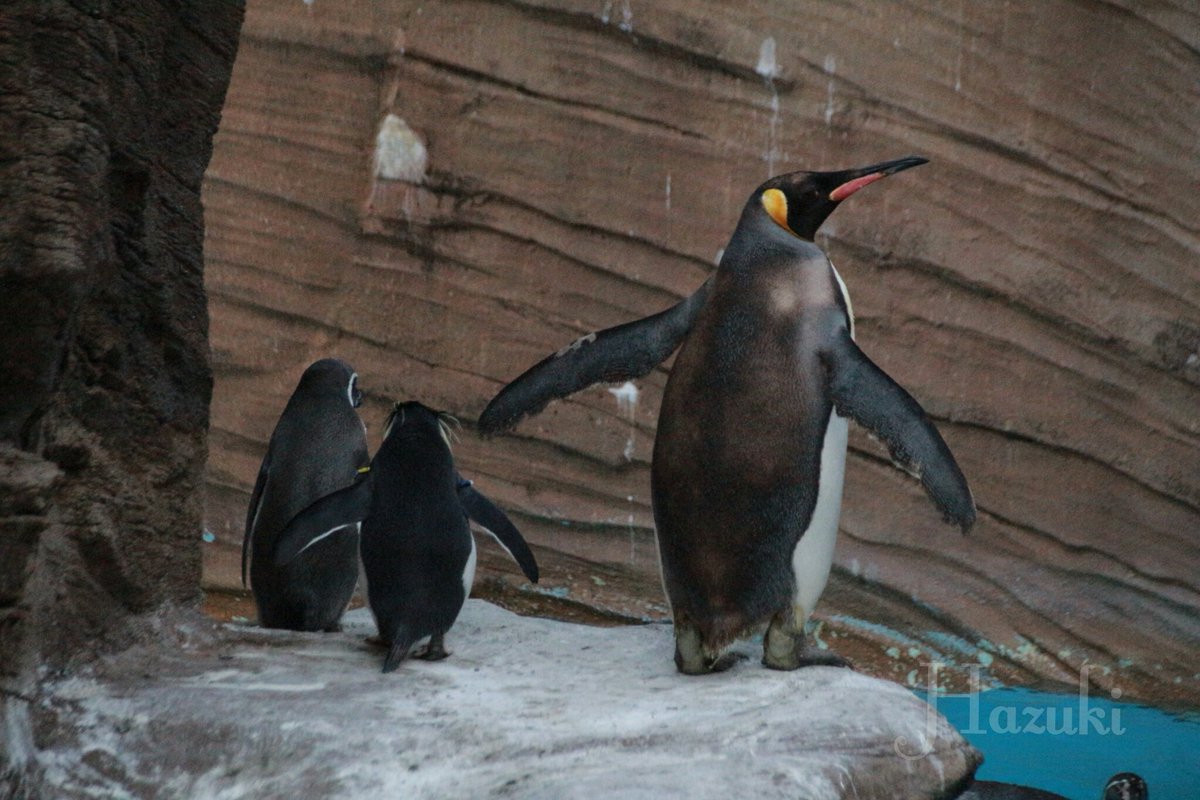 葉月はづき Penpenloves Twitter પર ペンギンは後ろ姿も可愛い イワトビペンギン フンボルトペンギン オウサマペンギン 世界ペンギンの日 東山動植物園 ファインダー越しの私の世界 葉月はづき Penpenloves Twitter પર ペンギンは後ろ姿も可愛い イワトビペンギン フンボルトペンギン オウサマペンギン 世界ペンギンの日 東山動植物園 ファインダー越しの私の世界