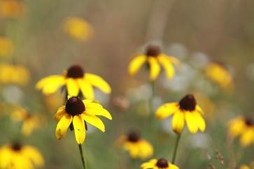 USDA_NRCS's tweet image. Who said #conservation can’t be beautiful? Wildflowers bring color to buffers, pastures &amp;amp; field borders.